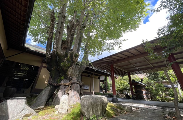 Stone-embracing zelkova in front of the entrance